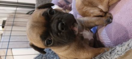 Unsere Hündin Abigail Western Bullys Nipkendey (Abby)