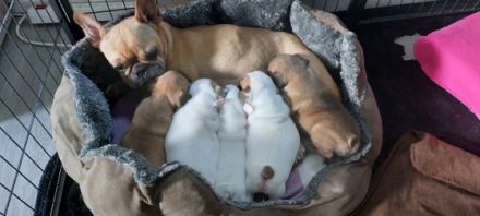 Unsere Hündin Abigail Western Bullys Nipkendey (Abby)