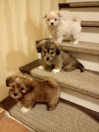 Unsere drei kleinen Racker können ab dem 6.07.2022