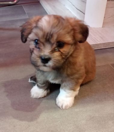 Unsere drei kleinen Racker können ab dem 6.07.2022