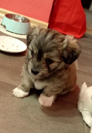 Unsere drei kleinen Racker können ab dem 6.07.2022