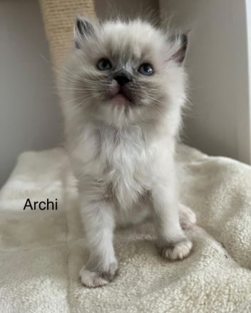 Liebe Ragdoll Fans, unsere 6 bildhübsche Ragdoll Kitten