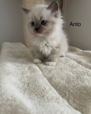 Liebe Ragdoll Fans, unsere 6 bildhübsche Ragdoll Kitten