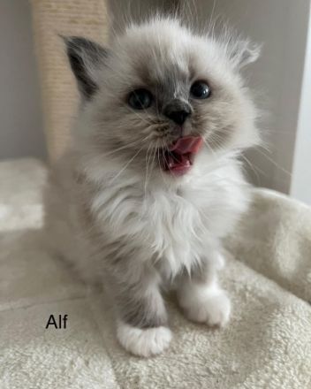 Liebe Ragdoll Fans, unsere 6 bildhübsche Ragdoll Kitten