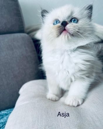 Liebe Ragdoll Fans, unsere 6 bildhübsche Ragdoll Kitten