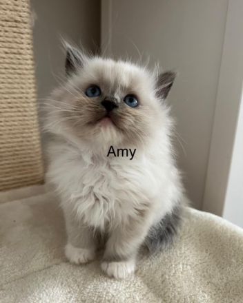 Liebe Ragdoll Fans, unsere 6 bildhübsche Ragdoll Kitten