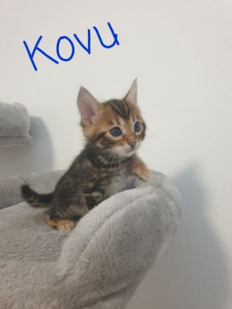 **Hurra Hurra Unsere Babys sind da*** Unsere