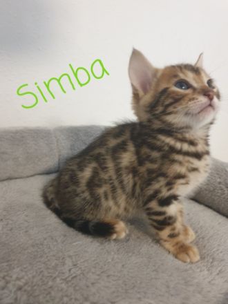 **Hurra Hurra Unsere Babys sind da*** Unsere