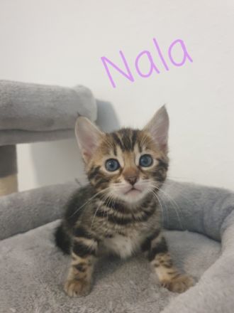 **Hurra Hurra Unsere Babys sind da*** Unsere