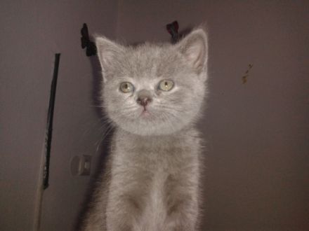 Britisch Kurzhaar, Kitten