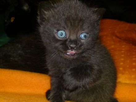 Britisch Kurzhaar, Kitten
