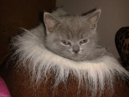 Britisch Kurzhaar, Kitten