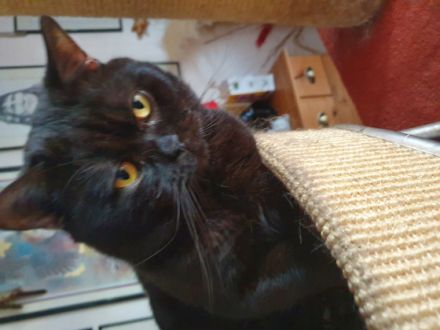 Britisch Kurzhaar, Kitten