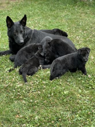 Wir haben ab1.08.2022 sehr schöne kräftige