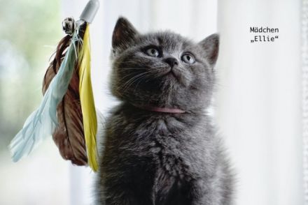 Unsere wunderschöne Katze Kali hat am 16.04.2022 fünf