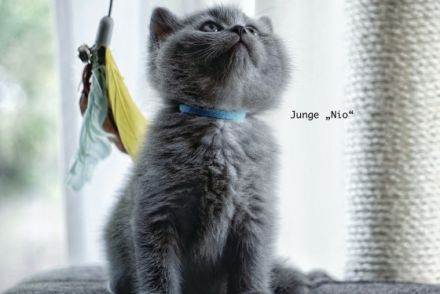 Unsere wunderschöne Katze Kali hat am 16.04.2022 fünf