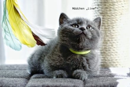 Unsere wunderschöne Katze Kali hat am 16.04.2022 fünf