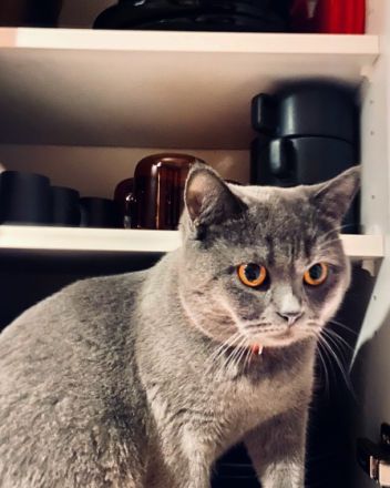 Unsere wunderschöne Katze Kali hat am 16.04.2022 fünf