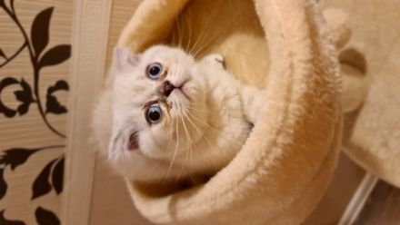 Unsere süße BKH Mama hat am 14.04.2022 2 wunderschöne