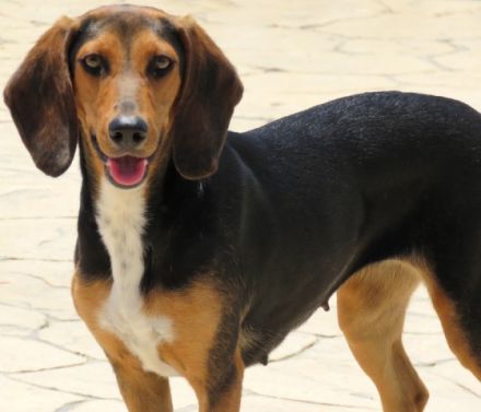 Maya 5 (weiblicher Mischling)