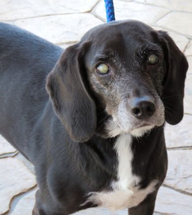 Mia 6 (weiblicher Mischling, blind)