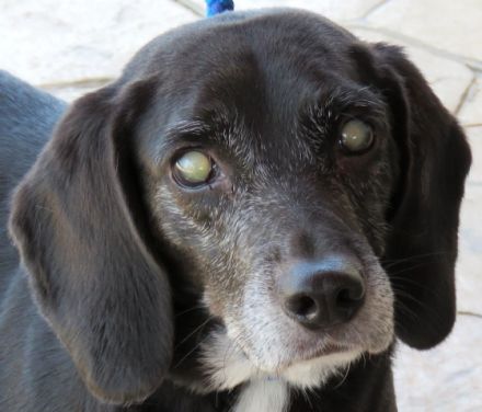 Mia 6 (weiblicher Mischling, blind)