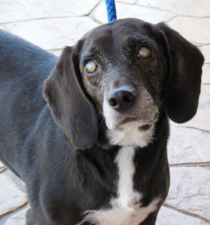 Mia 6 (weiblicher Mischling, blind)