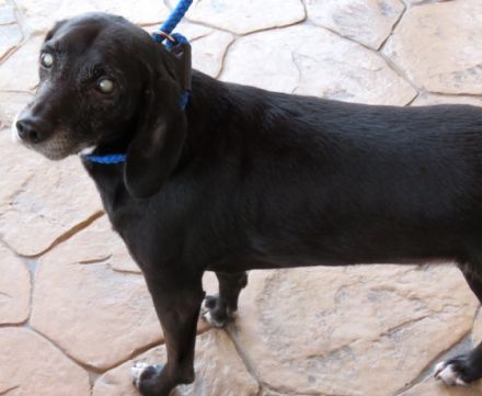 Mia 6 (weiblicher Mischling, blind)