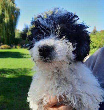 Es warten Jungs auf neue Familien. Die Welpen wachsen