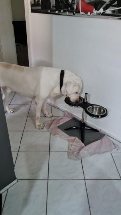 Tison, Zentral Asiatischer Owtscharka, Alabai, sucht