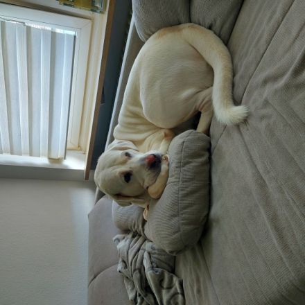 Tison, Zentral Asiatischer Owtscharka, Alabai, sucht