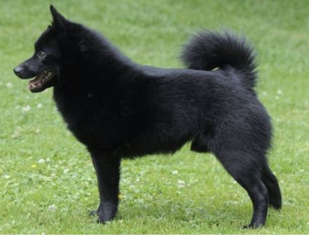 Schipperke Welpen aus italienischer FCI Zucht Bricciba