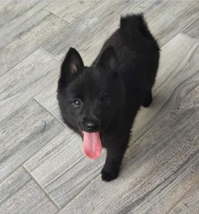 Schipperke Welpen aus italienischer FCI Zucht Bricciba