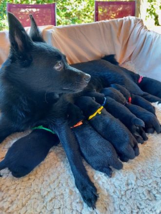Schipperke Welpen aus italienischer FCI Zucht Bricciba