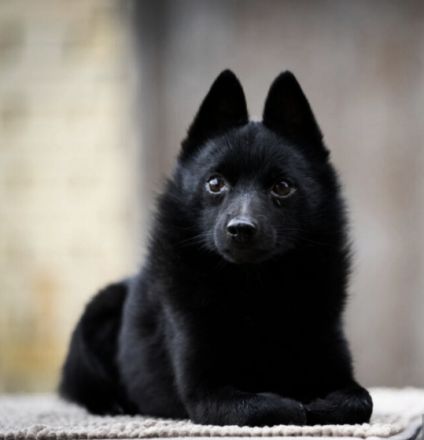 Schipperke Welpen aus italienischer FCI Zucht Bricciba