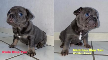 Bildhübsche Frenchie Welpen Wir sind am 02. Juni auf