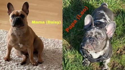 Bildhübsche Frenchie Welpen Wir sind am 02. Juni auf