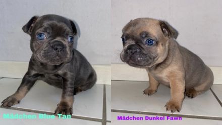 Bildhübsche Frenchie Welpen Wir sind am 02. Juni auf