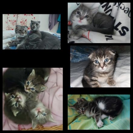 Hallo ich suche für meine 3 kitten ein schönes neues