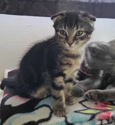 Hallo ich suche für meine 3 kitten ein schönes neues