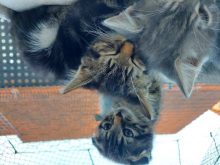 Hallo ich suche für meine 3 kitten ein schönes neues