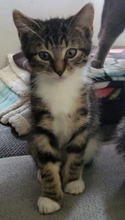 Hallo ich suche für meine 3 kitten ein schönes neues