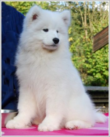 Samojede - Welpen - geboren am 06. Juni 2025 - FCI Papiere