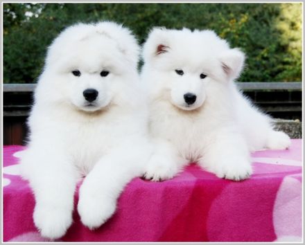 Samojede - Welpen - geboren am 06. Juni 2025 - FCI Papiere