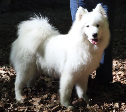 Samojede - Welpen - geboren am 06. Juni 2025 - FCI Papiere