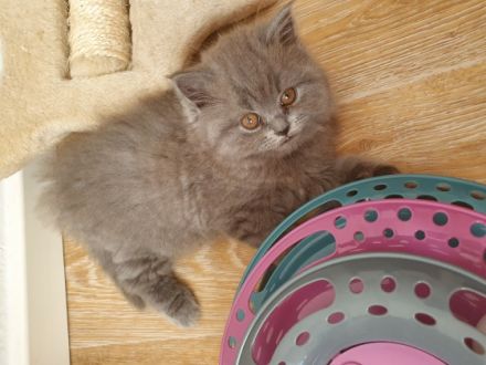 Unsere Katze hat am 08.05.2022 vier wunderschöne