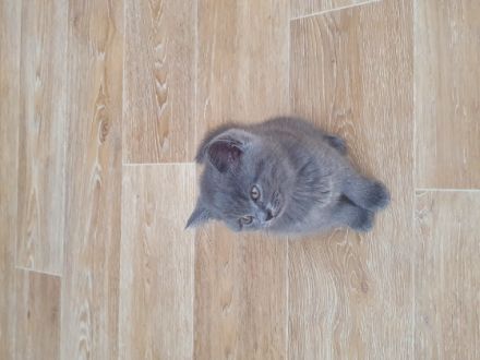 Unsere Katze hat am 08.05.2022 vier wunderschöne