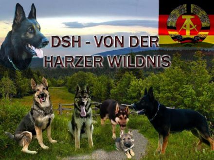 von der Harzer Wildnis