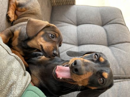 Hallo, ich bin ein kleines Dackelmädchen, geboren am 21