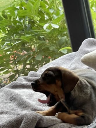 Hallo, ich bin ein kleines Dackelmädchen, geboren am 21